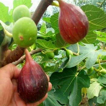 2公分無花果苗，2公分無花果苗哪里價格便宜