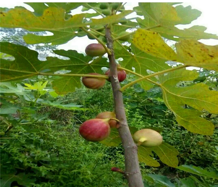 大青皮无花果苗，大青皮无花果苗千亩基地