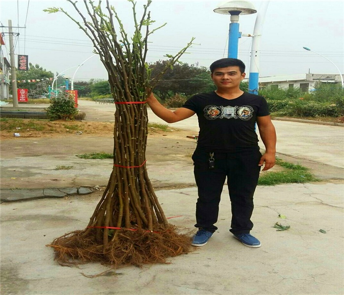 斯特拉無花果苗，斯特拉無花果苗生長條件