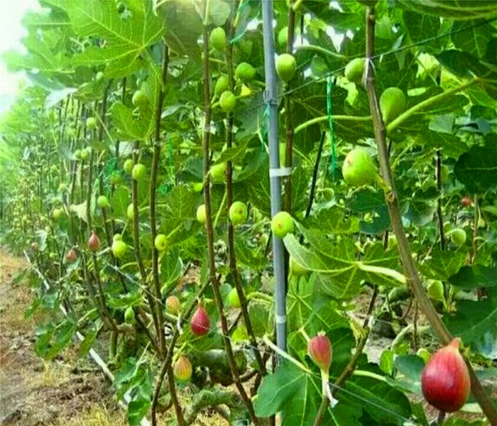 3年生无花果苗，3年生无花果苗热线电话