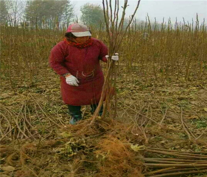 波姬紅無花果苗，波姬紅無花果苗亮點(diǎn)