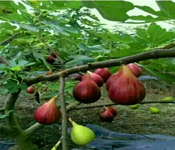 無花果樹苗無花果苗，無花果樹苗無花果苗株行距