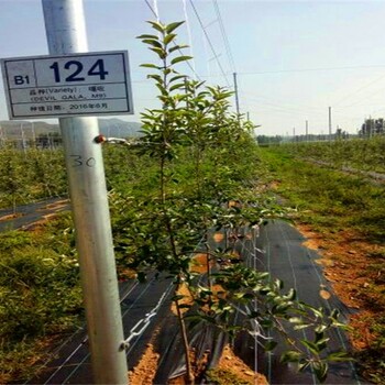 花牛蘋果苗，花牛蘋果苗管理技術(shù)