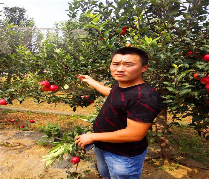 蛇果蘋果樹苗，蛇果蘋果樹苗什么時(shí)候栽好
