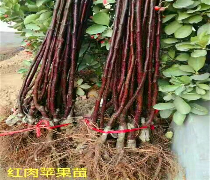 柱狀蘋(píng)果苗，柱狀蘋(píng)果苗零售價(jià)格