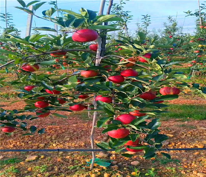 紅將軍蘋果苗，紅將軍蘋果苗供應(yīng)基地展示