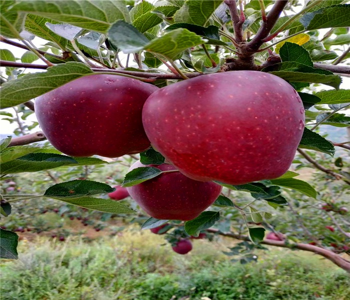紅心蘋(píng)果樹(shù)苗，紅心蘋(píng)果樹(shù)苗如何辨別真假