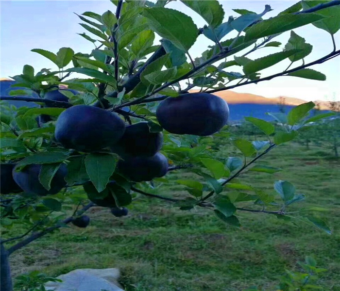 冰糖心苹果树苗，冰糖心苹果树苗含糖量多少