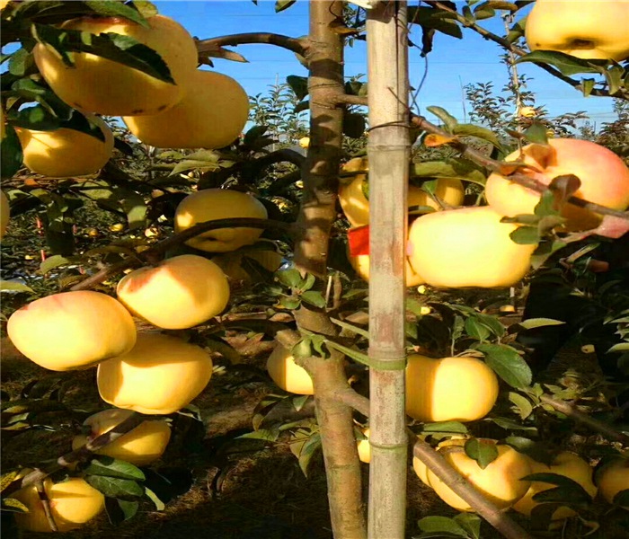 花牛蘋果苗，花牛蘋果苗栽培高產(chǎn)方式