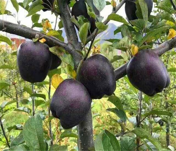 6公分蘋果樹苗，6公分蘋果樹苗賺錢的好項目