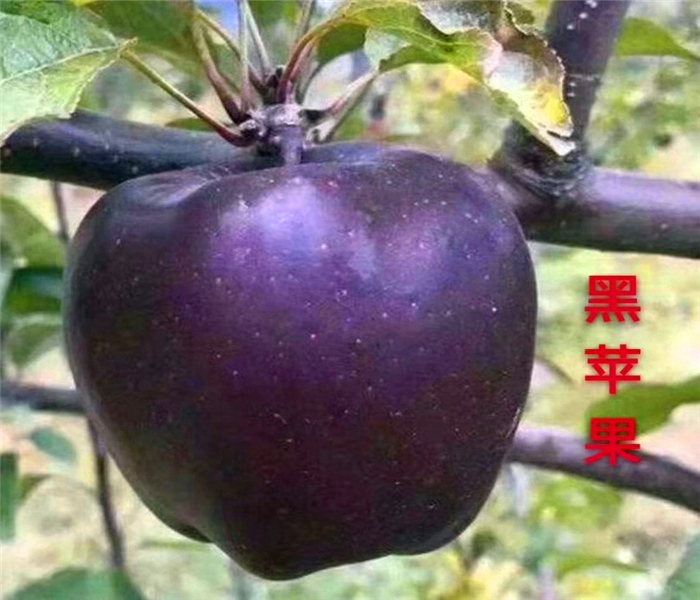 1年生蘋果樹(shù)苗，1年生蘋果樹(shù)苗價(jià)位多少