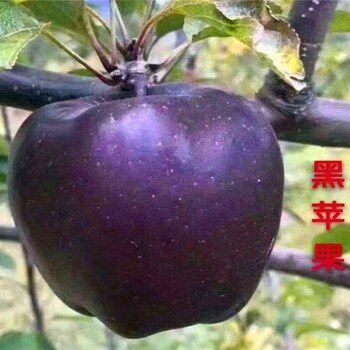123苹果树苗，123苹果树苗种植方法