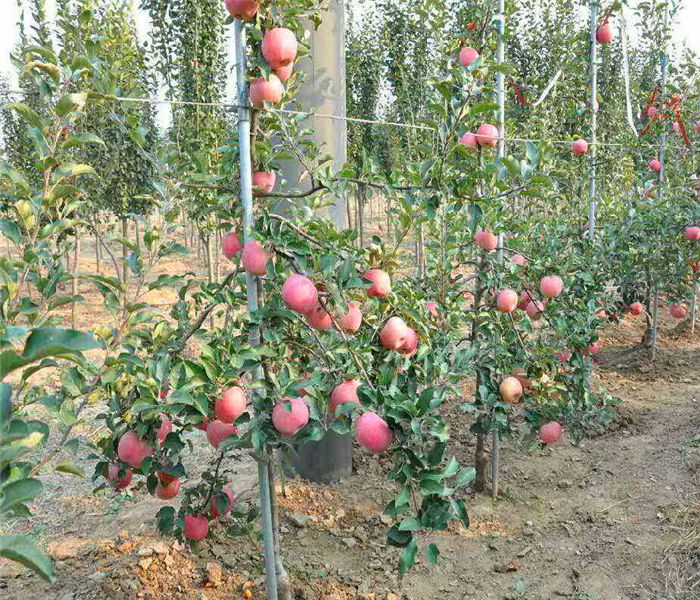 蛇果苹果树苗，蛇果苹果树苗越冬休眠技巧