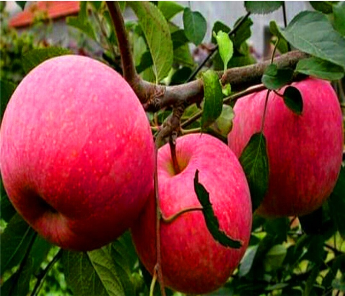 紅心蘋(píng)果樹(shù)苗，紅心蘋(píng)果樹(shù)苗如何辨別真假