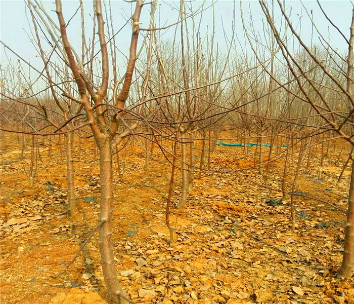 维纳斯苹果树苗，维纳斯苹果树苗佳栽培时期