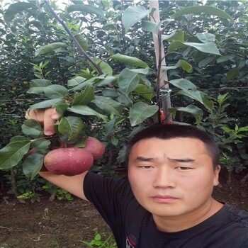 新品種梨苗，新品種梨苗真實(shí)
