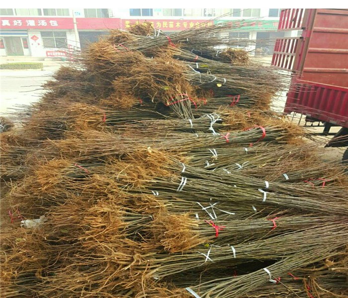 玉露香梨苗，玉露香梨苗高產(chǎn)致富好幫手
