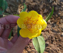 茶花小苗茶花批发低价1-10公分茶花小苗园林绿化图片