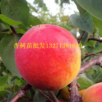 杏樹苗批發(fā)杏樹苗批發(fā)價(jià)格杏樹苗基地