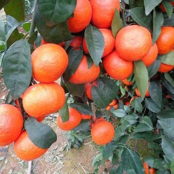 成都大雅柑2號苗，香橙蔸大雅柑2號苗