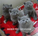 東莞哪里有賣藍貓，哪的藍貓多少錢呀