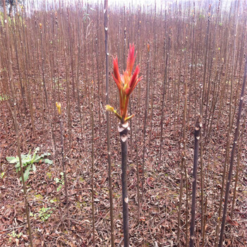 新鲜红香椿芽在春节前后市场很受欢迎全国各个地区均可栽植