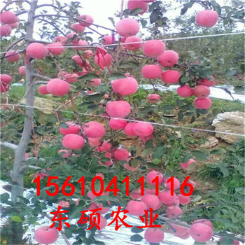 山東煙富0蘋果苗供應(yīng)商矮化煙富八蘋果苗基地兩公分蘋果苗價(jià)格