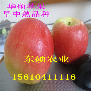 山東華碩蘋果苗基地早熟華碩蘋果苗價格華碩蘋果苗哪里有