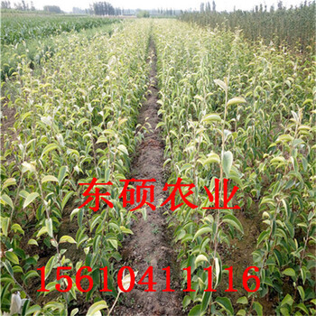 高糖分華山梨樹苗價格山東梨樹苗基地華山梨苗多少錢一棵