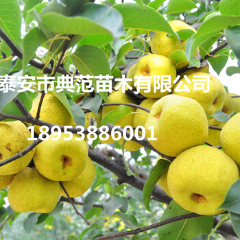 山東泰安梨樹苗基地培育大量嫁接梨樹苗品種全