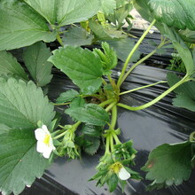 红颜草莓苗品种介绍好吃的草莓苗品种脱毒草莓苗成活率高无病毒