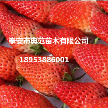 購買草莓苗應該注意哪些問題選擇草莓苗注意事項介紹