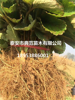 法蘭地草莓苗介紹