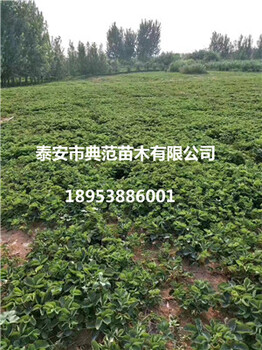 奶油草莓苗價格奶油草莓苗多少錢一棵