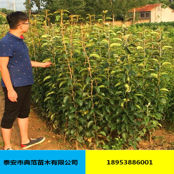 晚秋黃梨苗價格發(fā)售純種晚秋黃梨苗