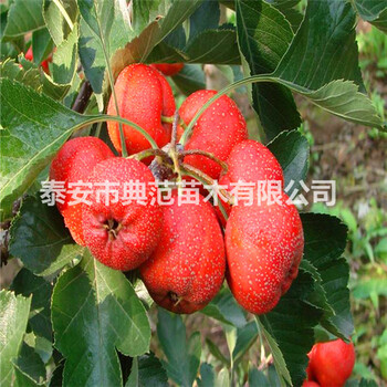 大綿球山楂樹(shù)苗大綿球山楂苗價(jià)格產(chǎn)地批發(fā)
