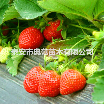 櫪乙女草莓苗價(jià)格櫪乙女草莓苗現(xiàn)挖現(xiàn)賣產(chǎn)地批發(fā)