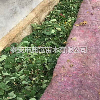 京桃香草莓苗多少錢一株京桃香草莓苗品種介紹