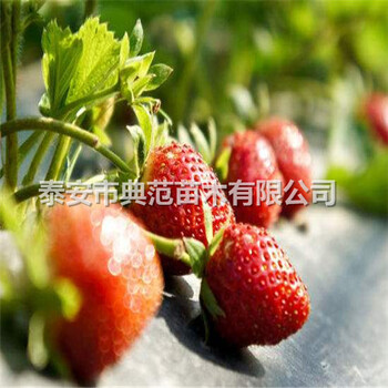 蜀香草莓苗价格蜀香草莓苗品种介绍产地批发