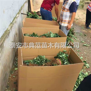 佐贺清香草莓苗多少钱一棵山东佐贺清香草莓苗