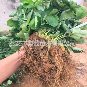章姬草莓苗多少錢(qián)一株章姬草莓苗品種介紹
