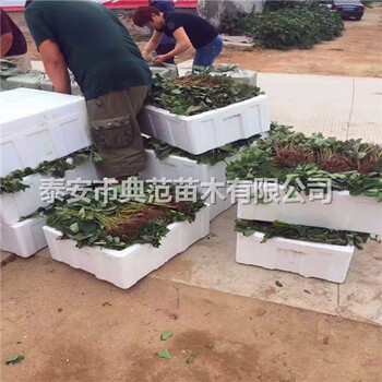 甜寶草莓苗多少錢(qián)一株甜寶草莓苗品種介紹