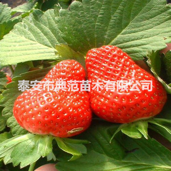 矮豐草莓苗多少錢一株矮豐草莓苗品種介紹