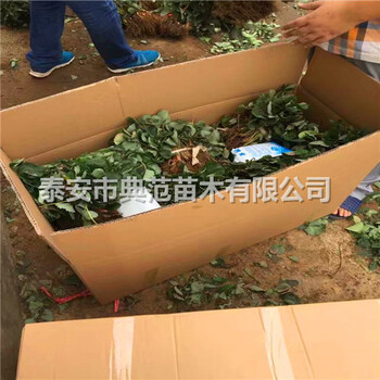京藏香草莓苗多少錢一棵山東京藏香草莓苗基地批發(fā)