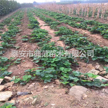 紅顏草莓苗多少錢一株紅顏草莓苗品種介紹
