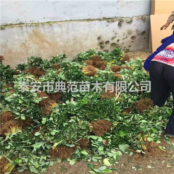 港豐草莓苗多少錢一株港豐草莓苗品種介紹