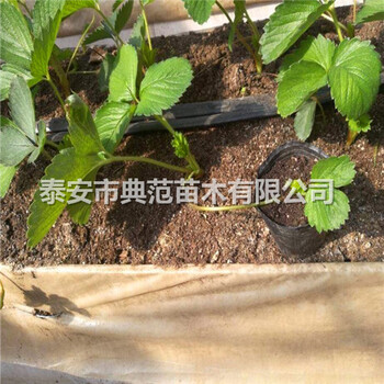 牛奶草莓苗多少錢一棵山東牛奶草莓苗基地批發(fā)