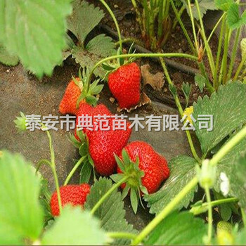 达赛莱克特草莓苗多少钱一棵山东达赛莱克特草莓苗