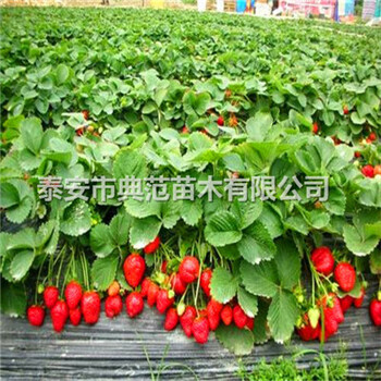 賽娃草莓苗多少錢一株賽娃草莓苗品種介紹