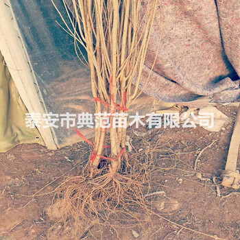 紅如意軟籽石榴苗基地紅如意軟籽石榴苗批發(fā)